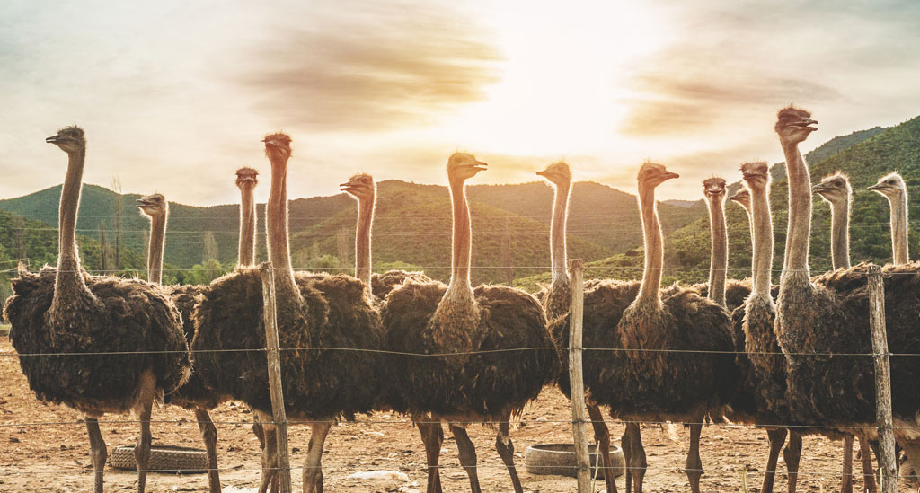 Struisvogelboerderij Oudtshoorn